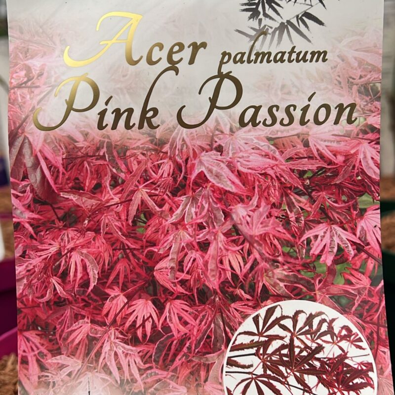 Acer Pink Passion 3ltr