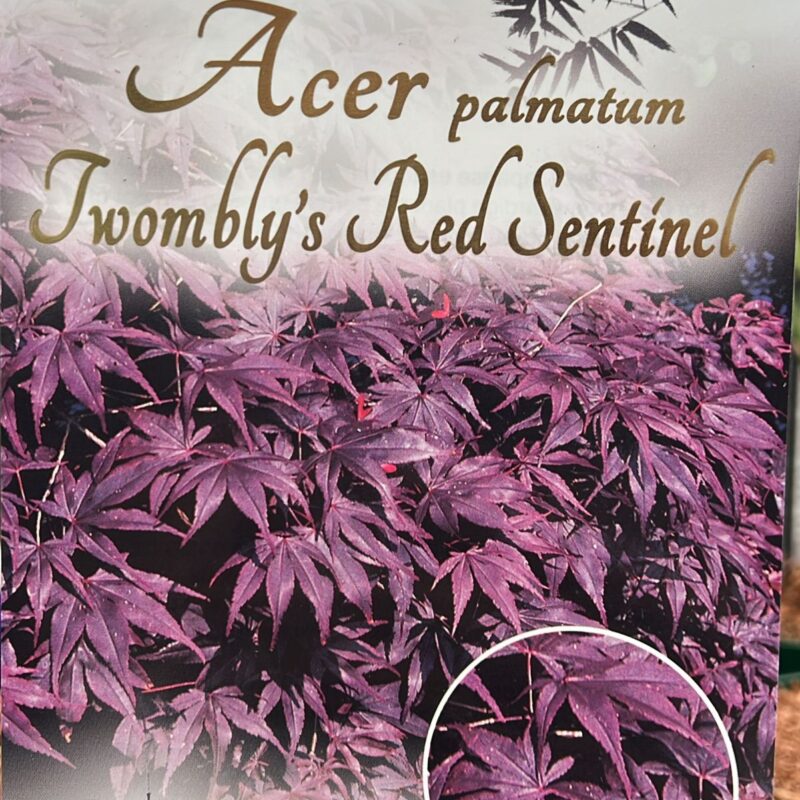 Acer Twombly’s Red Sentinel  3ltr