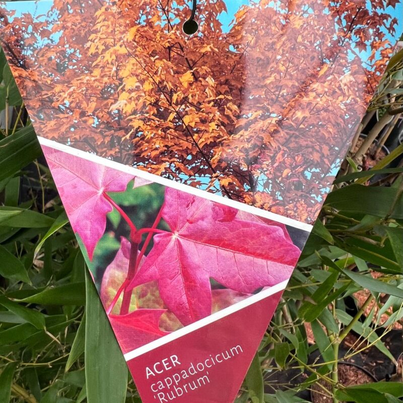 Acer Cappadocicum ‘Rubrum’ 5/4ft