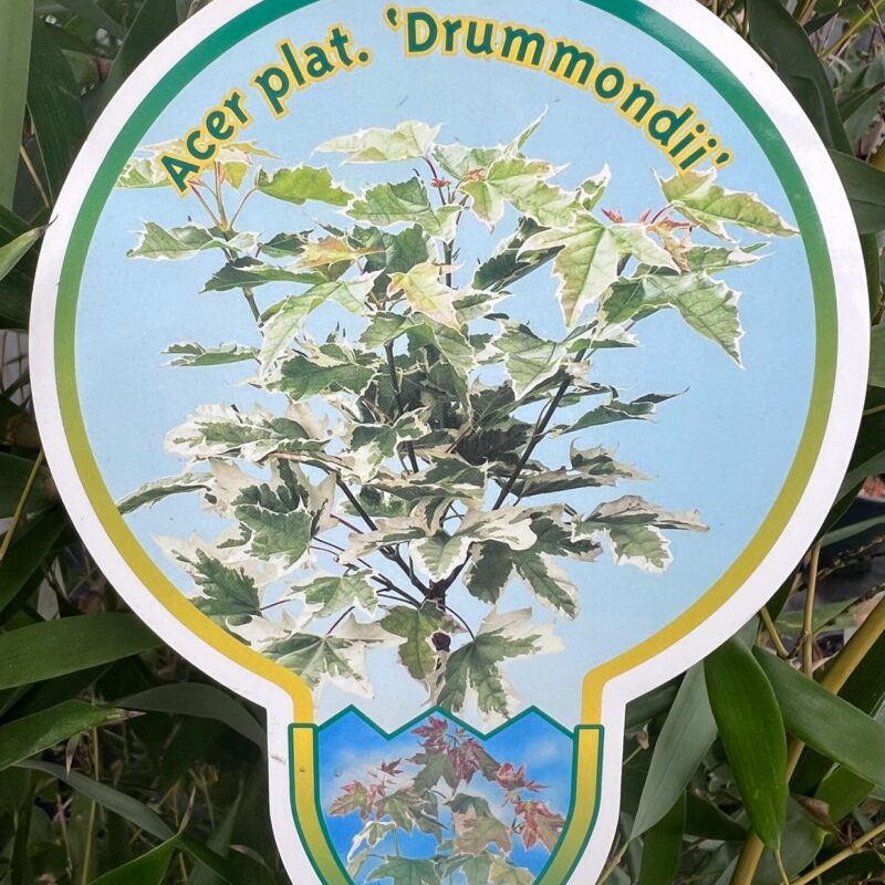 Acer plat. ‘Drummondii’ 3ft
