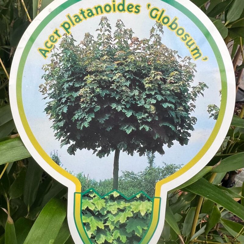 Acer platanoides ‘Globosum’ 3ft