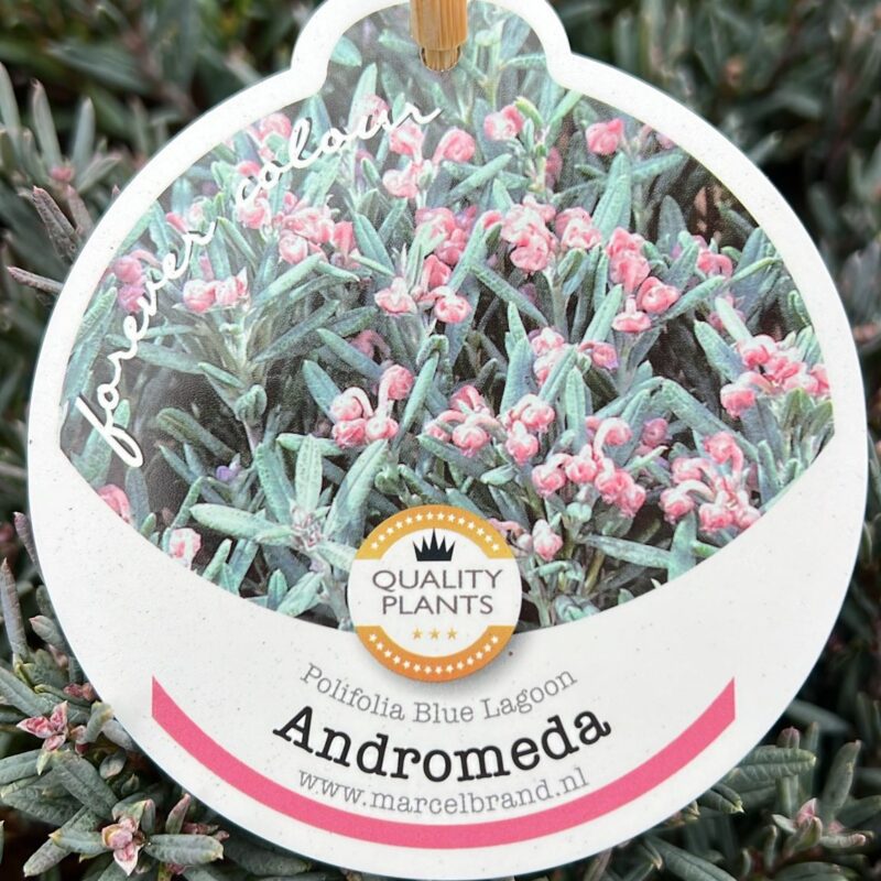 Andromeda polifolia blue lagoon 2ltr