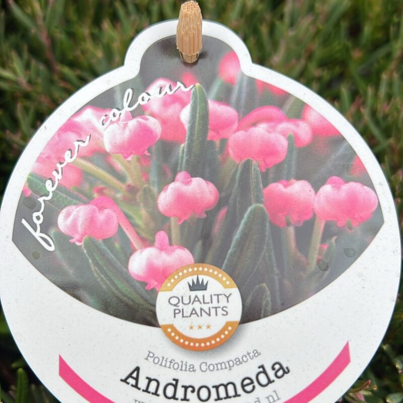Andromeda polifolia compacta 2ltr