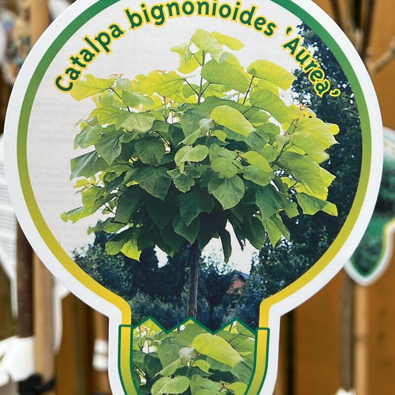 Catalpa bignonioides ‘aurea’ 7.5ltr