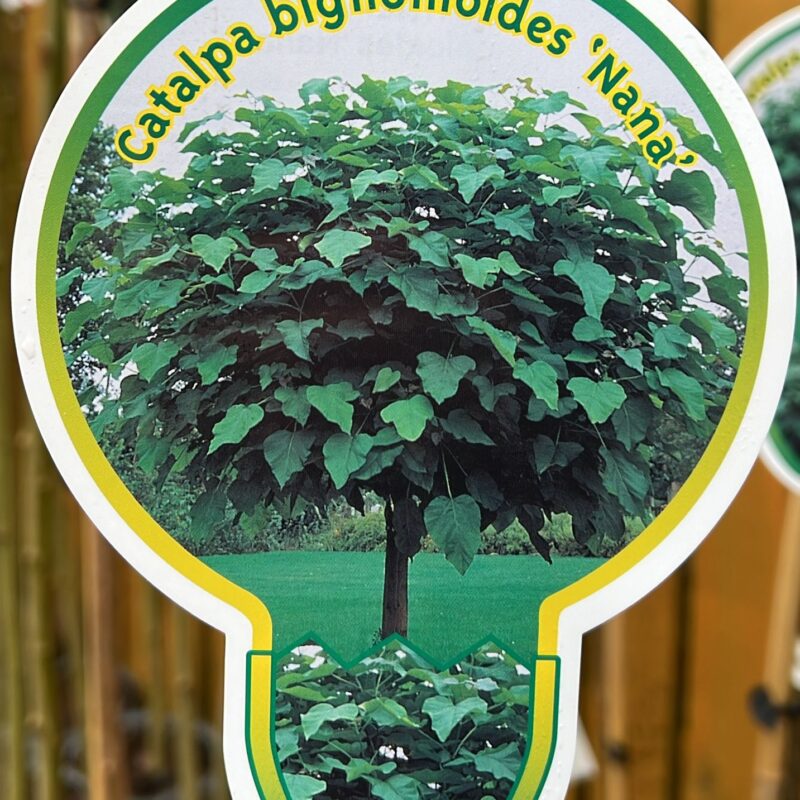 Catalpa bignonioides ‘nana’ 7.5ltr