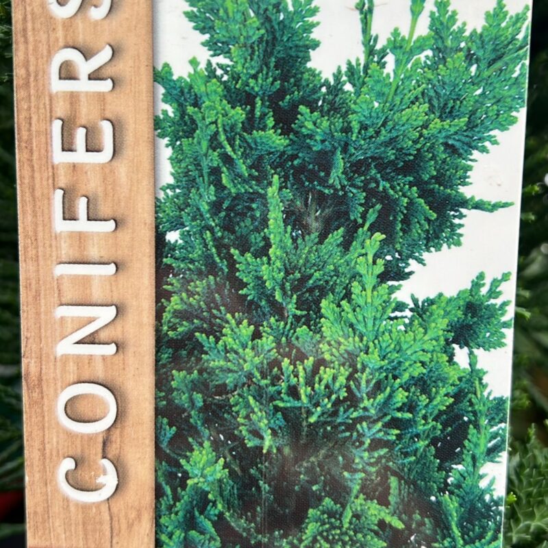 Conifer Chamaecyparis lawsoniana ‘wisselii’ 2ltr