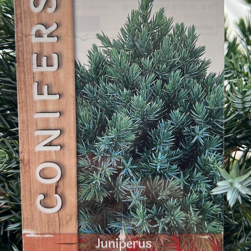 Conifer Juniperus Squamata ‘blue star’ 2ltr