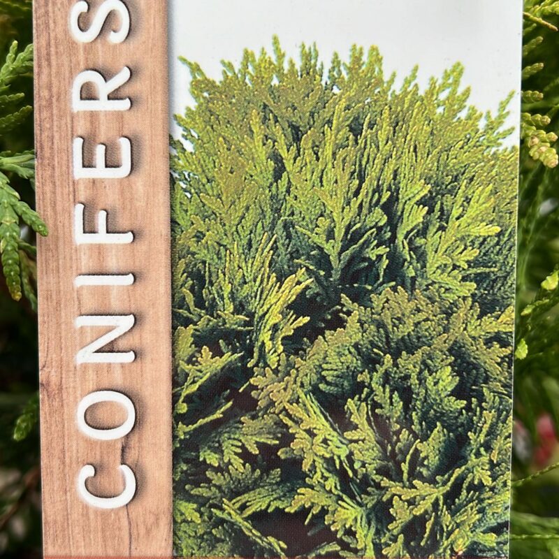 Conifer Thuja Occidentalis ‘golden globe ‘ 2ltr