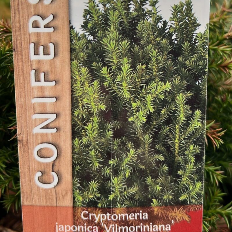 Conifer cryptomeria japonica ‘vilmoriniana’ 2ltr