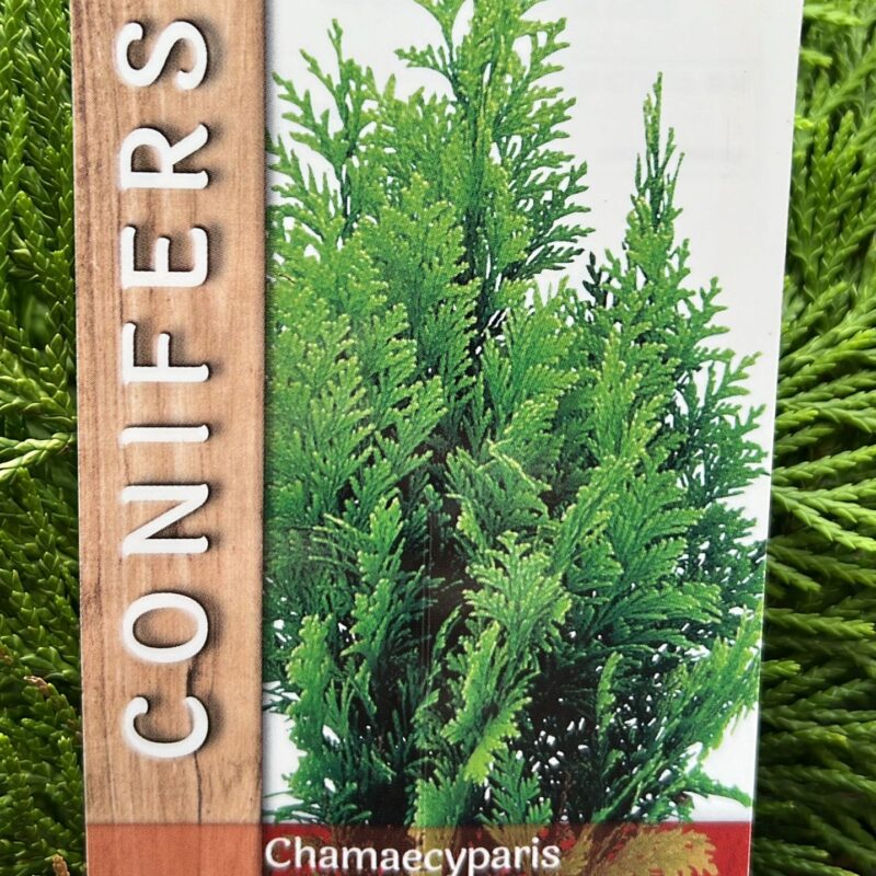 Conifer. Chamaecyparis Lawsoniana ‘Ivonne’ 2ltr