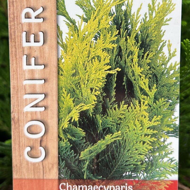 Conifer. Chamaecyparis. Lawsoniana ‘stardust’ 2ltr