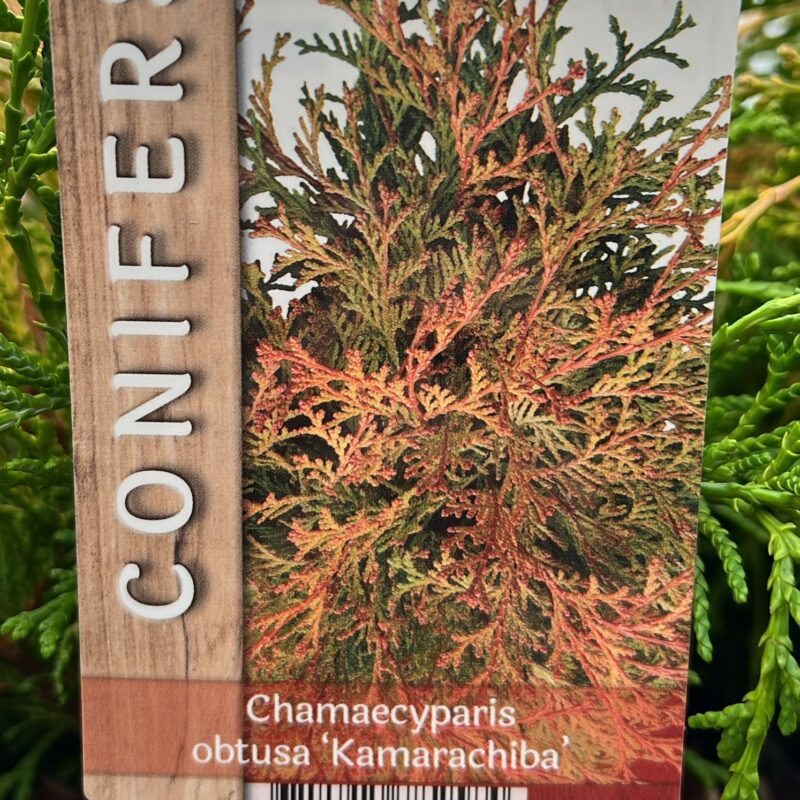 Conifer. Chamaecyparis. Obtusa ‘kamarachiba 2ltr