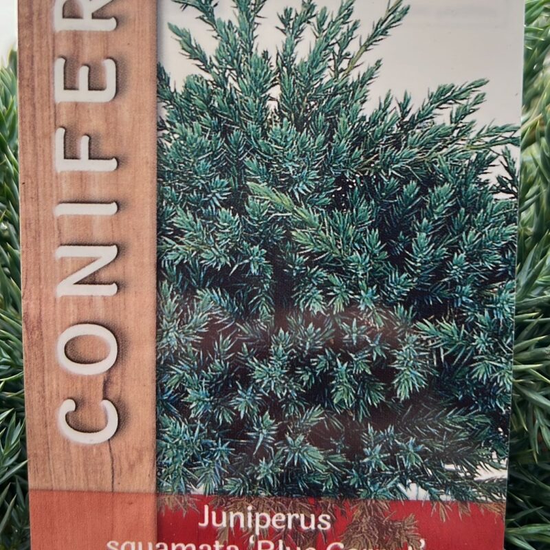 Conifer. Juniperus Squamata ‘blue carpet’ 2ltr