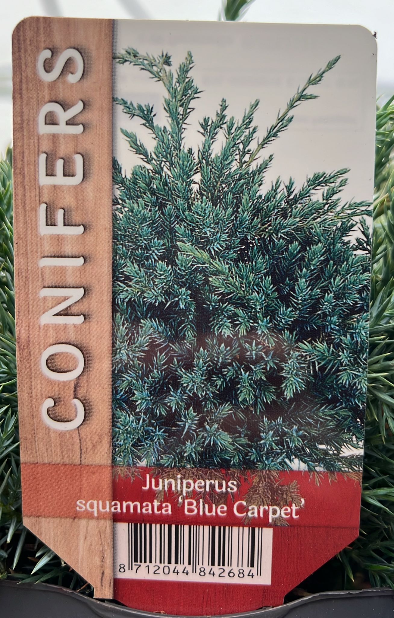Conifer. Juniperus Squamata ‘blue carpet’ 2ltr Holland House Garden