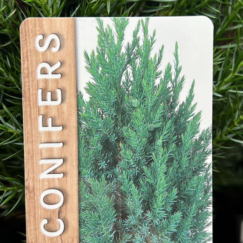 Conifer. Juniperus chinensis ‘stricta’  2ltr
