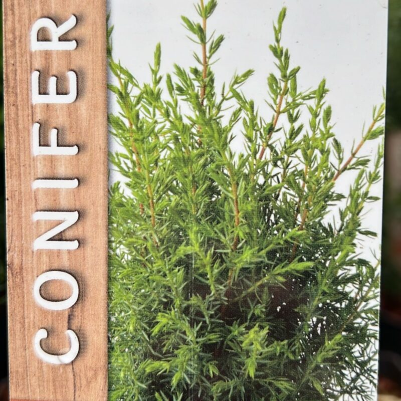 Conifer. Juniperus communis ‘arnold’ 2ltr