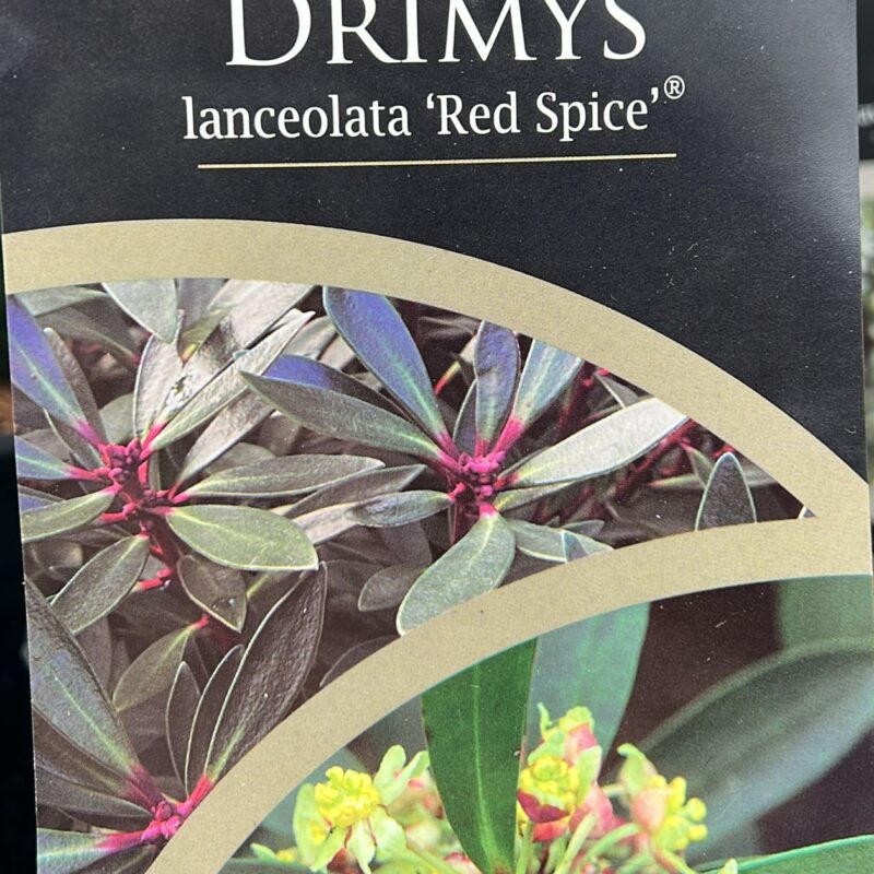 Drimys Lanceolata Red Spice 2ltr