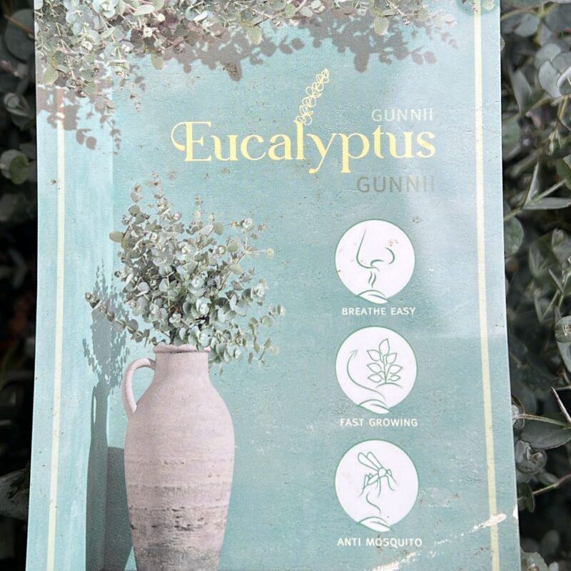Eucalyptus Gunnie 4ltr