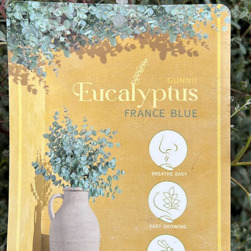 Eucalyptus Gunnii France Blue 4ltr