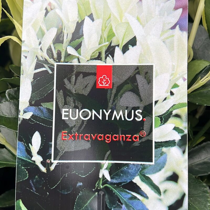 Euonymus Extravaganza 2ltr