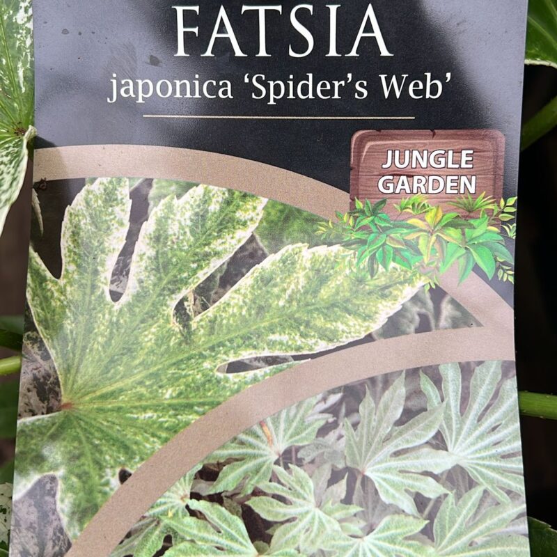 Fatsia Japonica ‘spiders web’  2ltr
