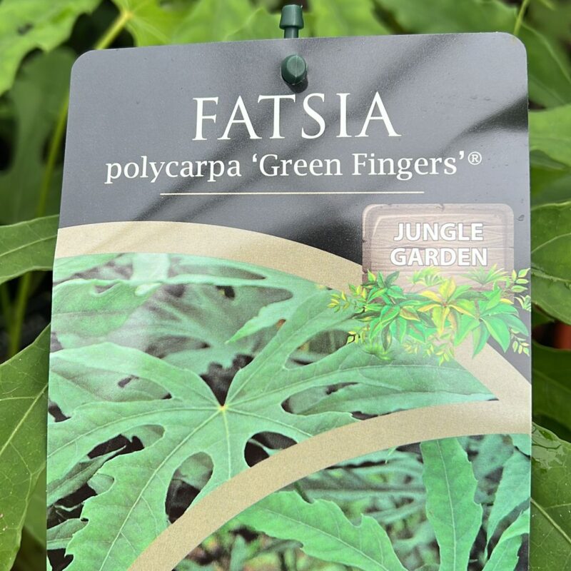 Fatsia polycarpa ‘green fingers’ 2ltr