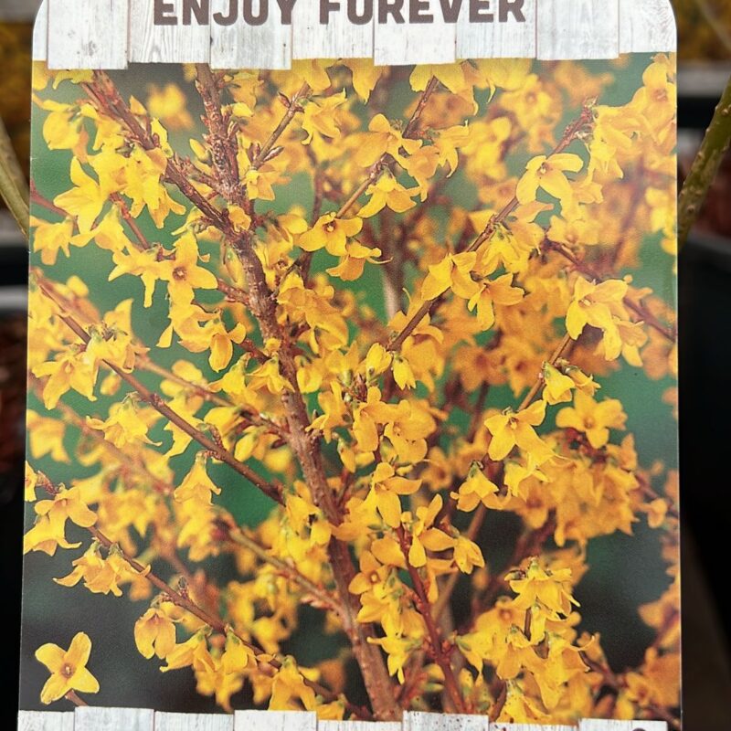 Forsythia ‘minigold ‘ 2ltr