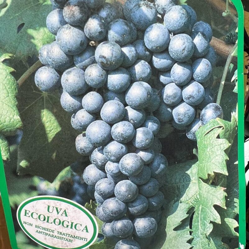 Grape Francese nera 7ft