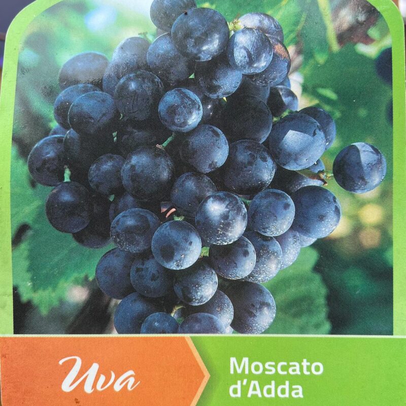Grape ‘ Moscato d’Adda 7ft
