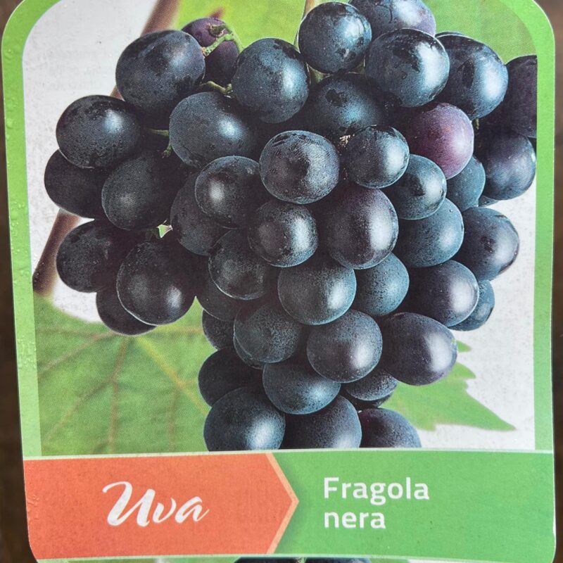Grape ‘Fragola nera’ 7ft