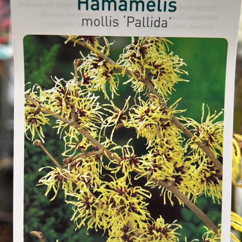 Hamamelis Mollis Pallida