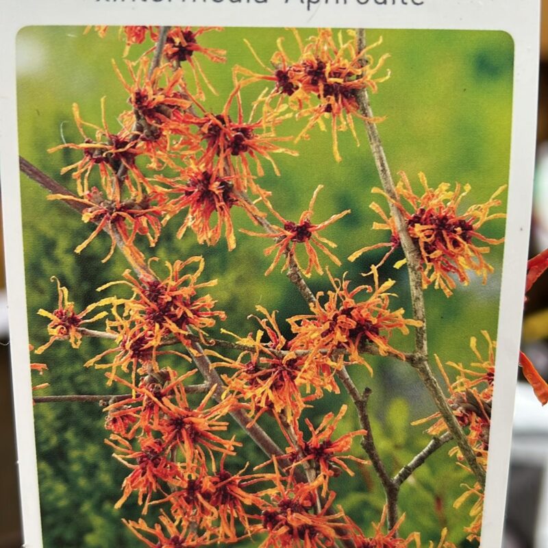 Hamamelis Xintermedia Aphrodite