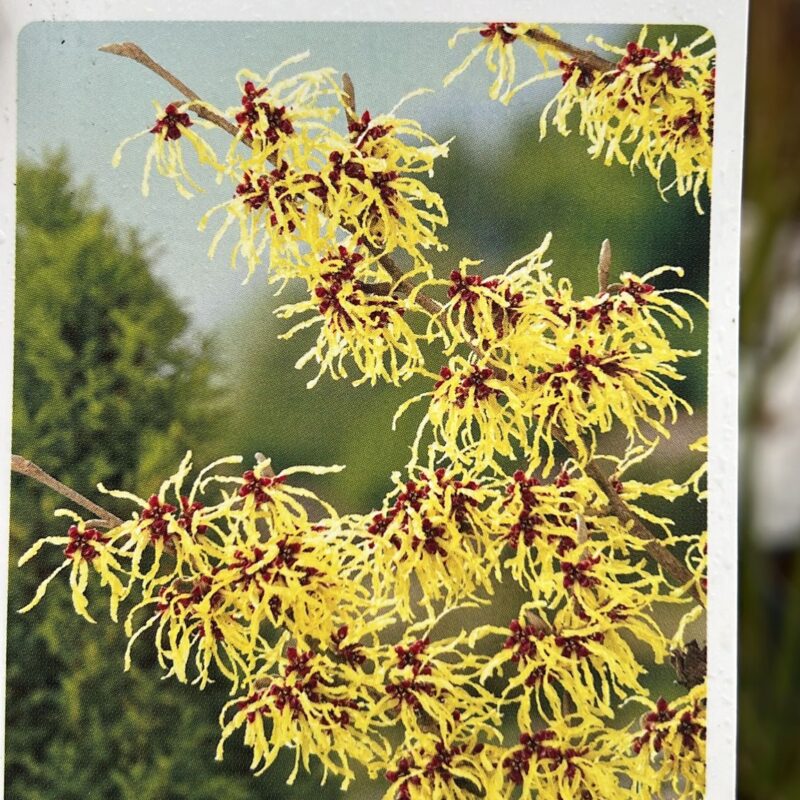 Hamamelis Xintermedia Arnold Promise