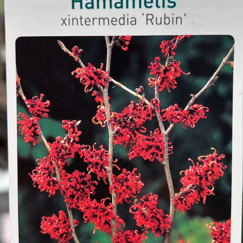 Hamamelis Xintermedia Rubin