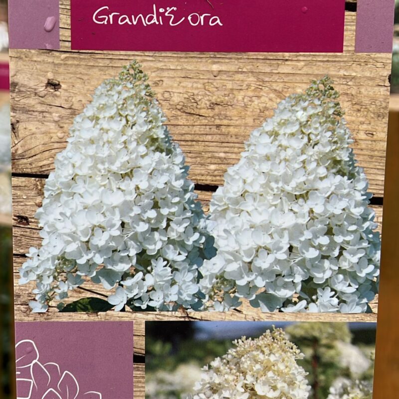 Hydrangea paniculata, Grandiflora  7.5ltr