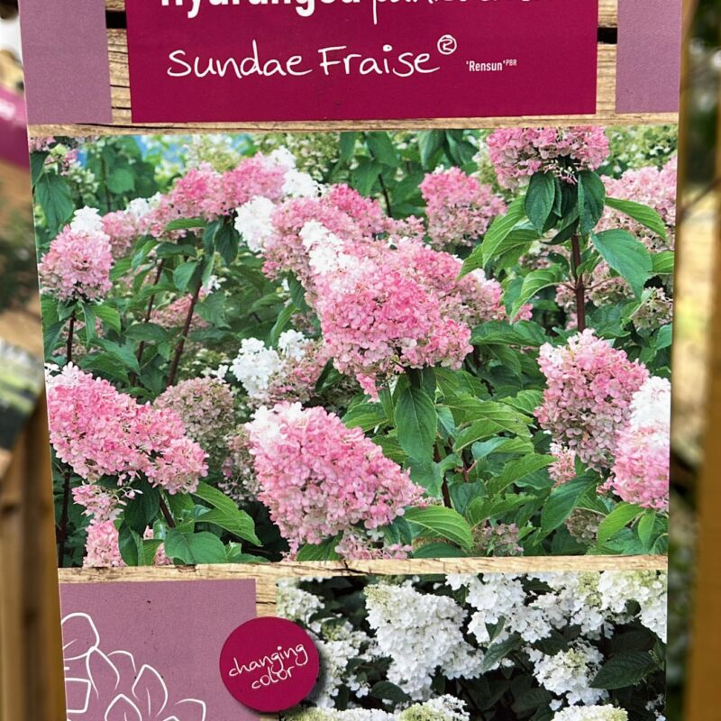 Hydrangea paniculata, Sundae fraise 7.5ltr
