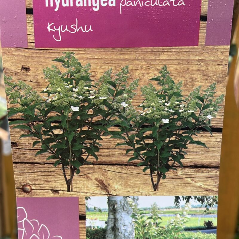 Hydrangea paniculata kyushu  7.5ltr