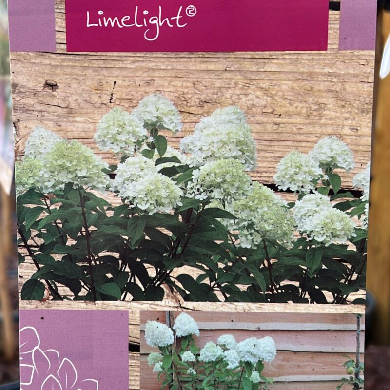 Hydrangea paniculata limelight 5ltr