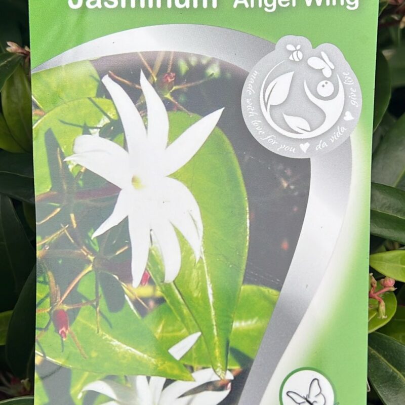 Jasminum Angel Wing 3ltr