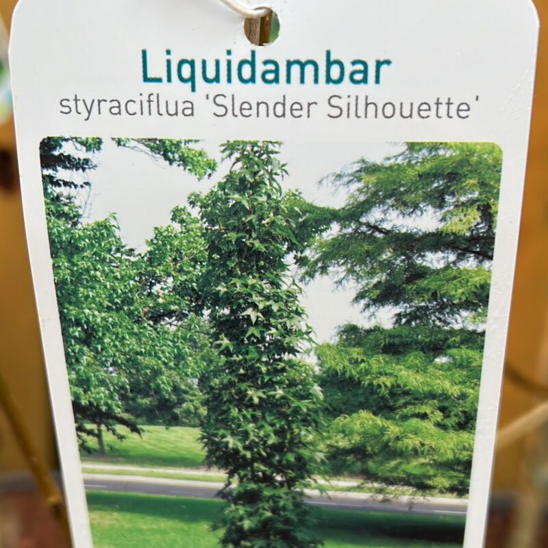 Liquidamber styraciflua ‘slender silhouette’  6.5ltr