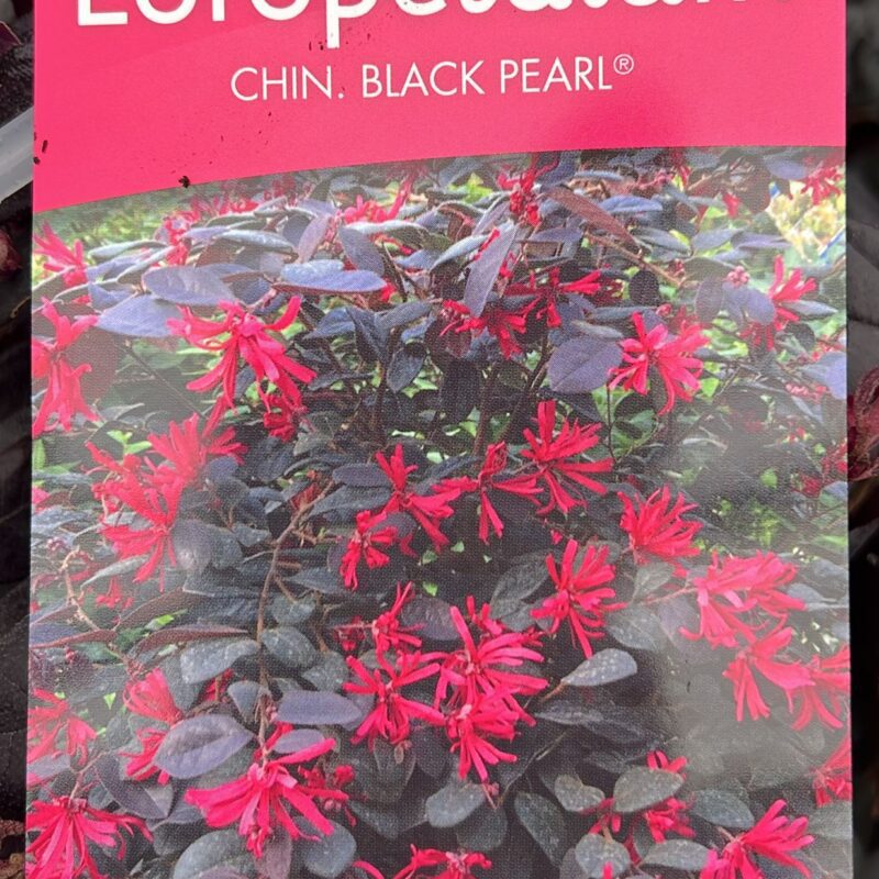 Loropetalum Chin.Black Pearl 1.6ltr