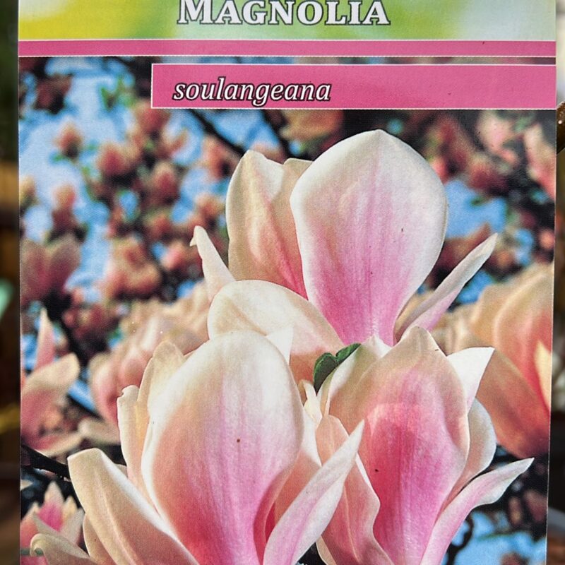 Magnolia Soulangeana