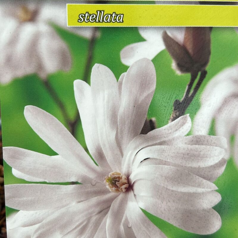 Magnolia Stellata