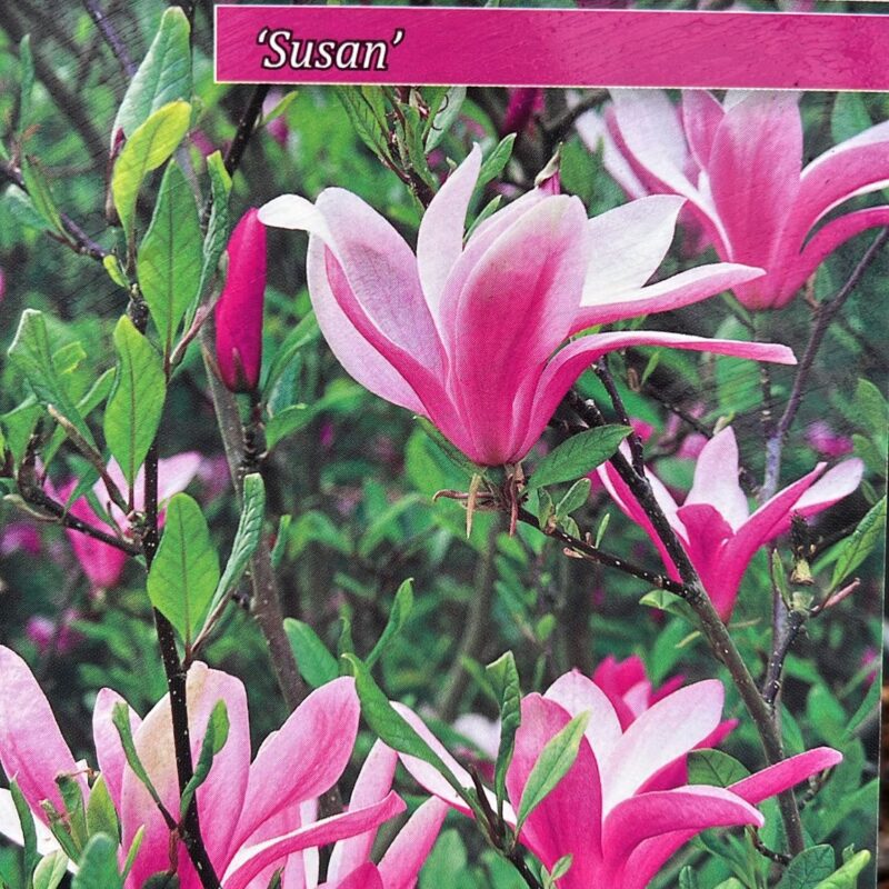 Magnolia Susan