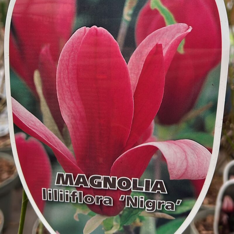 Magnolia liliiflora ‘nigra’  2ltr