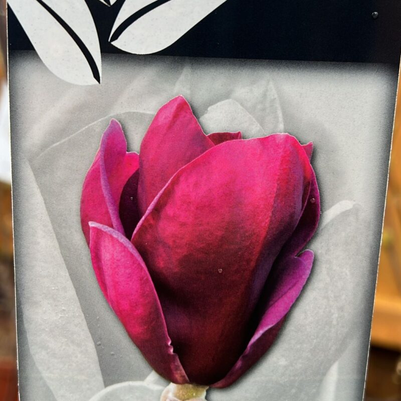 Magnolia soulangeana x liliiflora ‘genie’ 7ltr  5ft