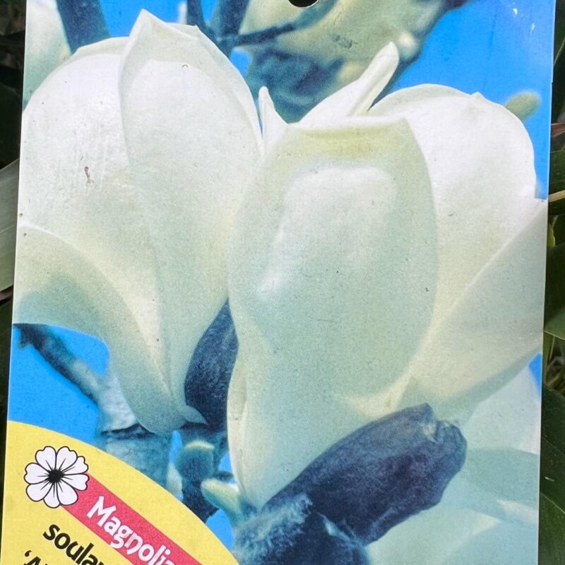 Magnolia soulangeana ‘Alba Superba’ 5/6ft