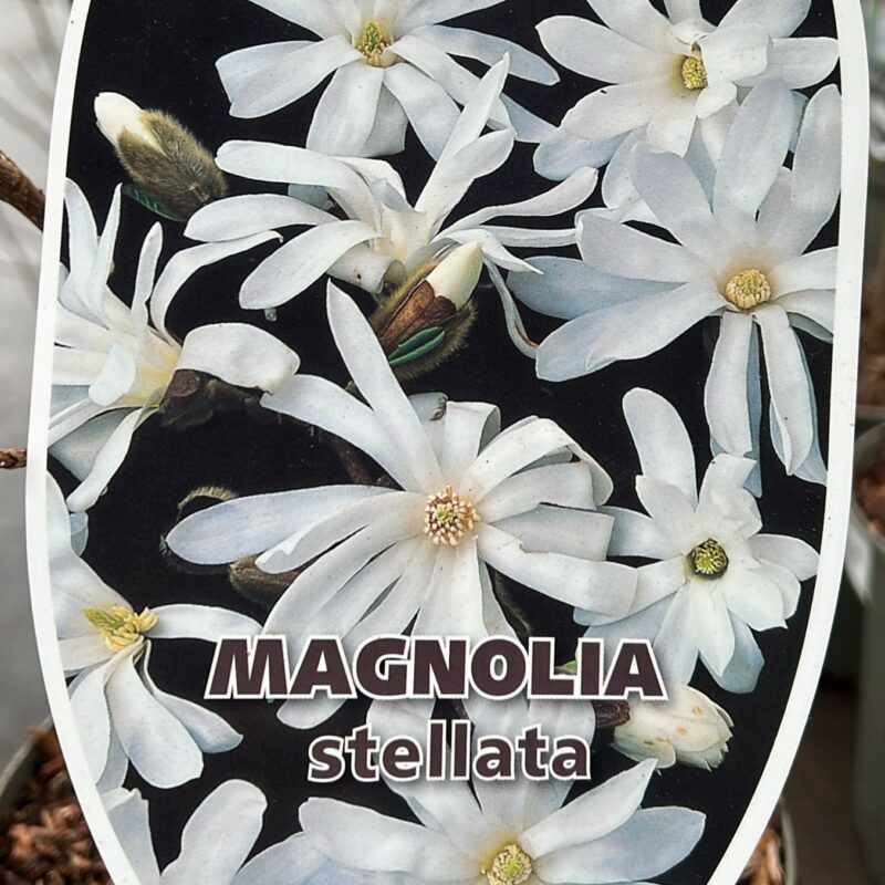 Magnolia stellata 2lt