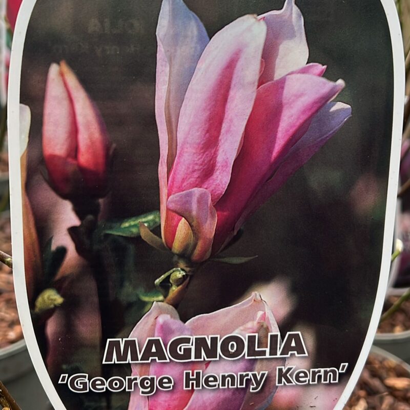 Magnolia ‘George Henry keen’  2ltr