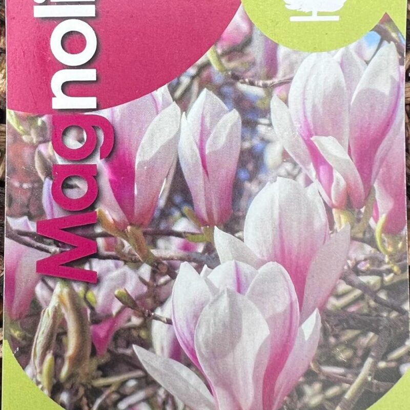 Magnolia ‘Soulangeana’ 5/6ft